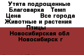 Утята подрощенные “Благоварка“,“Темп“ › Цена ­ 100 - Все города Животные и растения » Птицы   . Новосибирская обл.,Новосибирск г.